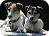 Two cute Jack Russell dogs home boarding at Canine Lodge on the Wirral peninsula