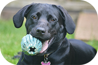 Cute labrador dog playing in the garden while home boarding at canine lodge on the Wirral peninsula