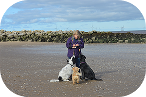 Professional dog walker and trainer exercising three dogs at Wallasey beach on the Wirral peninsula