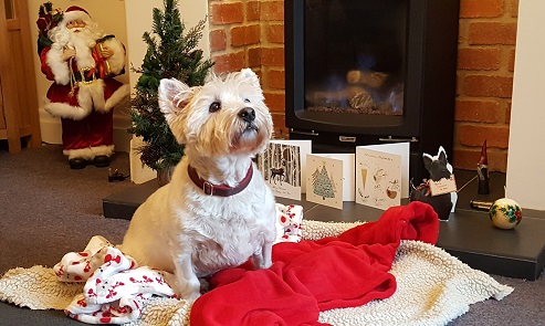 Cute white West Highland Terrier dog, sitting at home on a rug by the fire, Christmas cards and decorations in the background