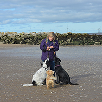 Professional dog walker and trainer exercising three dogs at Wallasey beach on the Wirral peninsula