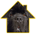 Business logo for canine lodge Wirral depicting the cute face of a black dog within the yellow outlines of a typical home